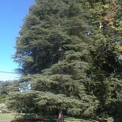 Cedrus deodara